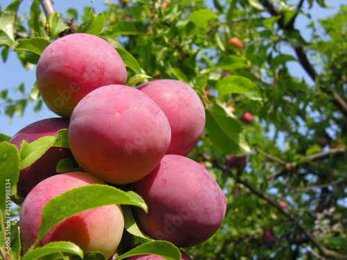 closeup of growing and ripening organic plums (cherry-plum) on a tree