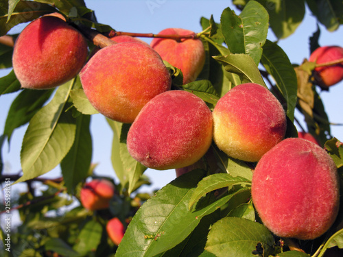  close-up of ripe organic peaches on a tree branch