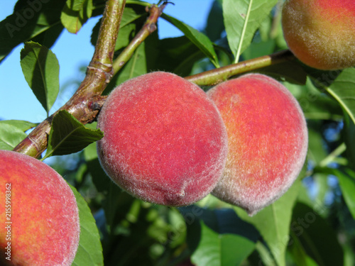  close-up of ripe organic peaches on a tree branch