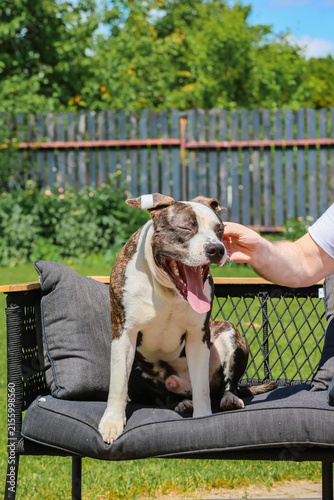 A man's hand pets a happy Staffordshire Terrier sitting on a garden chair.