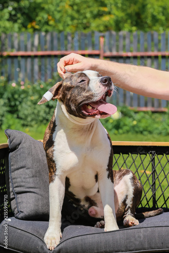 Bild auf Leinwand A man's hand pets a happy Staffordshire Terrier sitting on a garden chair