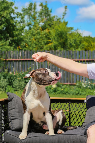 A man's hand pets a happy Staffordshire Terrier sitting on a garden chair.