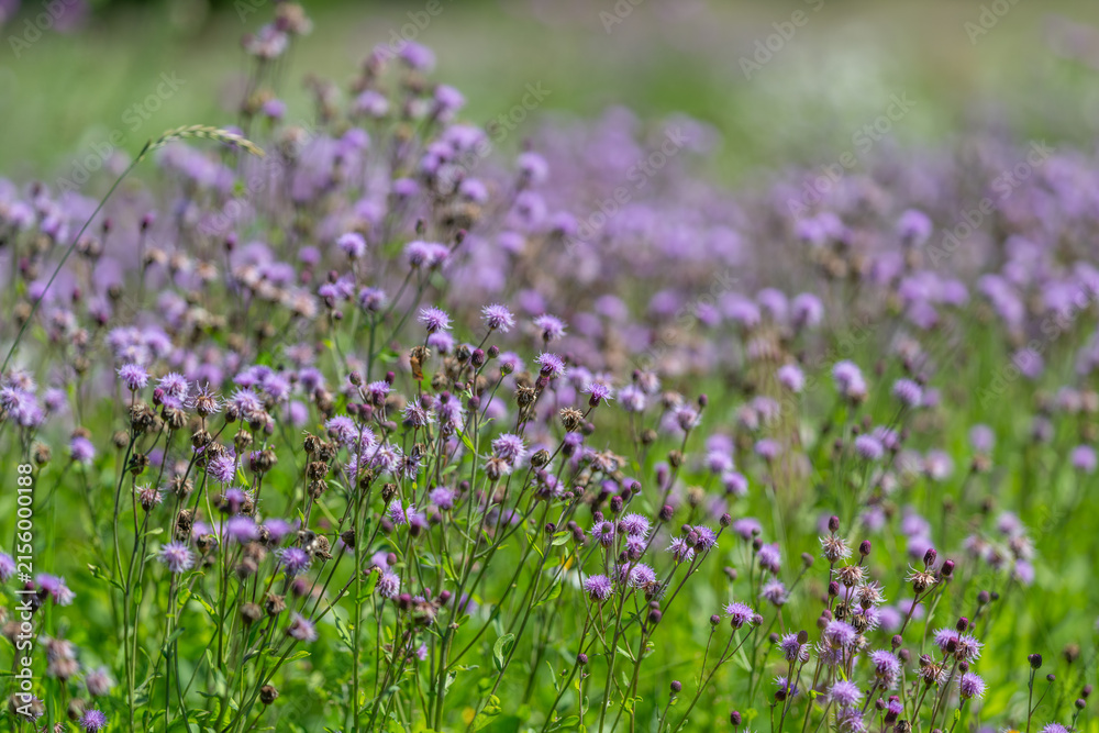 Obraz premium Fields of delicate purple wildflowers sway gently in the breeze under the warm afternoon sun creating a serene and enchanting landscape