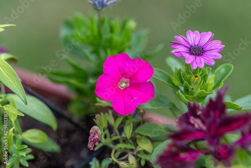 Vibrant blooms showcasing nature's beauty in a lush garden setting, capturing the essence of springtime joy