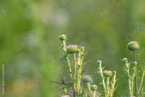 фотографія Wild thistles bloom under the warm sun in a peaceful meadow surrounded by vibran