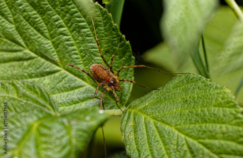 фотографія Close-up of a Harvestman spider with an attached tick,sitting on a leaf