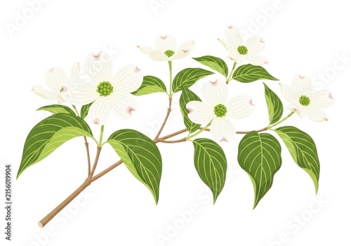 Canvas Print Delicate white dogwood flowers and green leaves on a branch, representing springtime and nature beauty