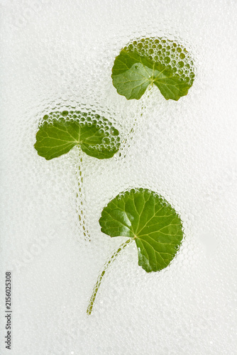 Fresh green Centella Asiatica leaves on liquid serum gel with bubbles texture on white background, top view flat lay. Organic Cica cosmetic extract ingredient for sensitive skincare and acne treatment