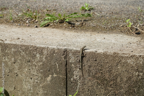 Lézard grimpant sur un mur .