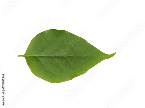 Vibrant green leaf with visible veins isolated on a white background