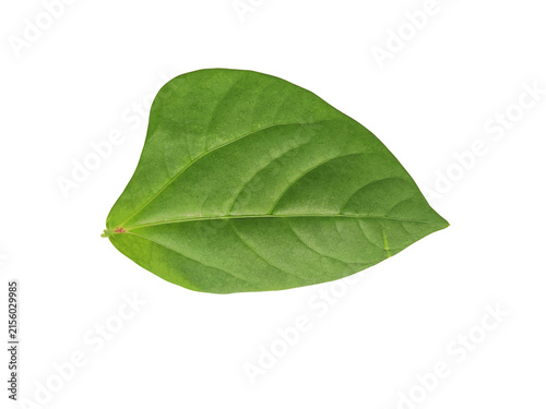 Vibrant green leaf with visible veins isolated on a white background