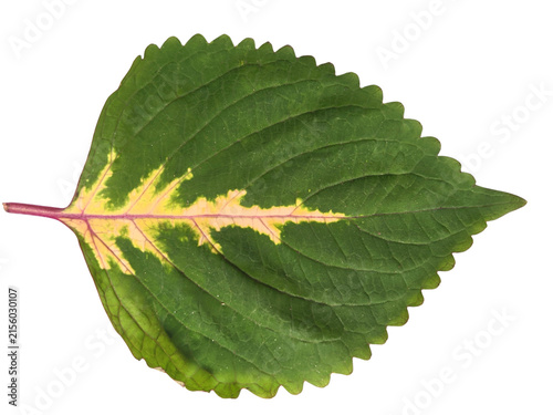Foto Variegated green and yellow coleus leaf isolated on white background