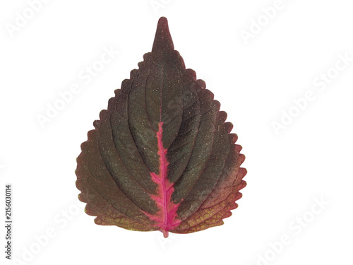 Dark purple coleus leaf with pink center isolated on white background