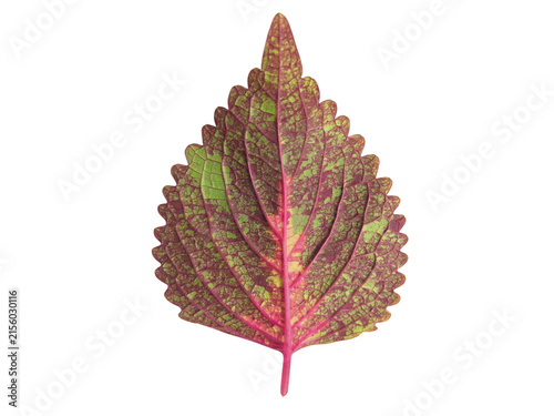 Single vibrant pink and green coleus leaf isolated on white background