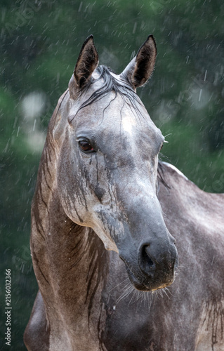 Grey Horse Drenched during Hailstorm