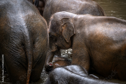 Canvas Print Close up of Asian elephants bathing together in a river