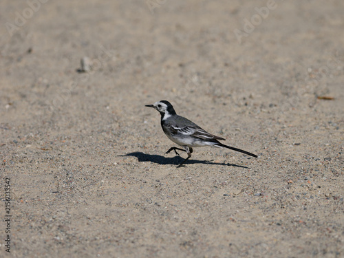 pied wagtail running on the beach
