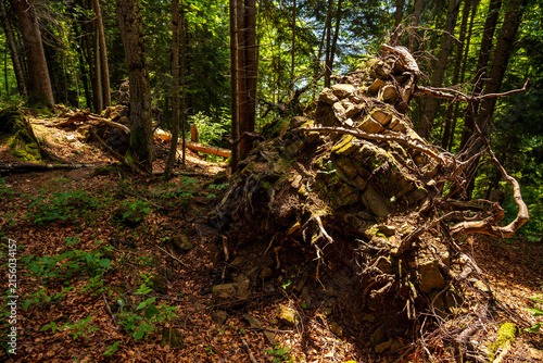 Large uprooted tree with tangled roots and rocks on forest floor during sunny summer day in Interlaken Switzerland