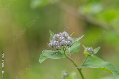 Konstfotografi Dew covered burdock cluster with tender green buds and soft meadow bokeh under g