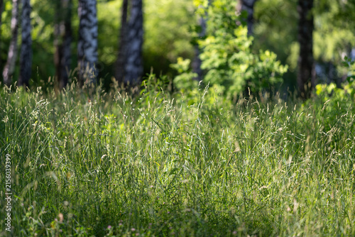 Sunlit meadow with tall grasses and birch trees in soft forest edge light