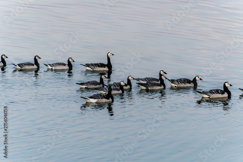 Fotografía Barnacle geese swimming in coastal waters off Saaremaa, Estonia