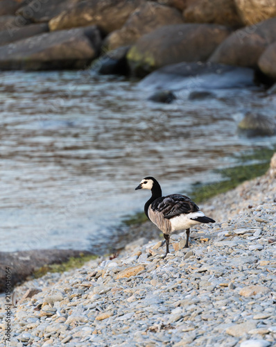Barnacle goose on a rocky Baltic Sea shore in Saaremaa, Estonia