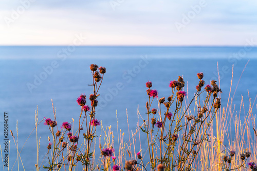 Purple thistle flowers at sunset by the Baltic Sea in Saaremaa, Estonia