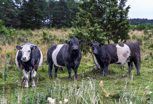 Belted Galloway cattle standing in meadow on Saaremaa Island, Estonia