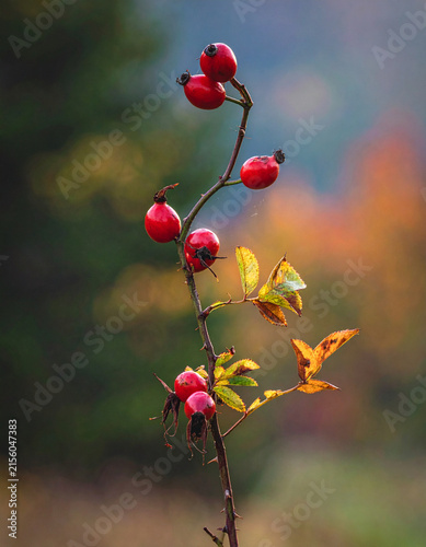Upright rosehip branch with red hips in autumn botanical illustration with cosy mood generative AI