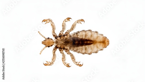 Macro photograph of a human head louse isolated on a white background.