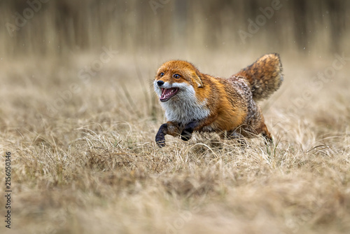 A rusty fox hunts at a rally.