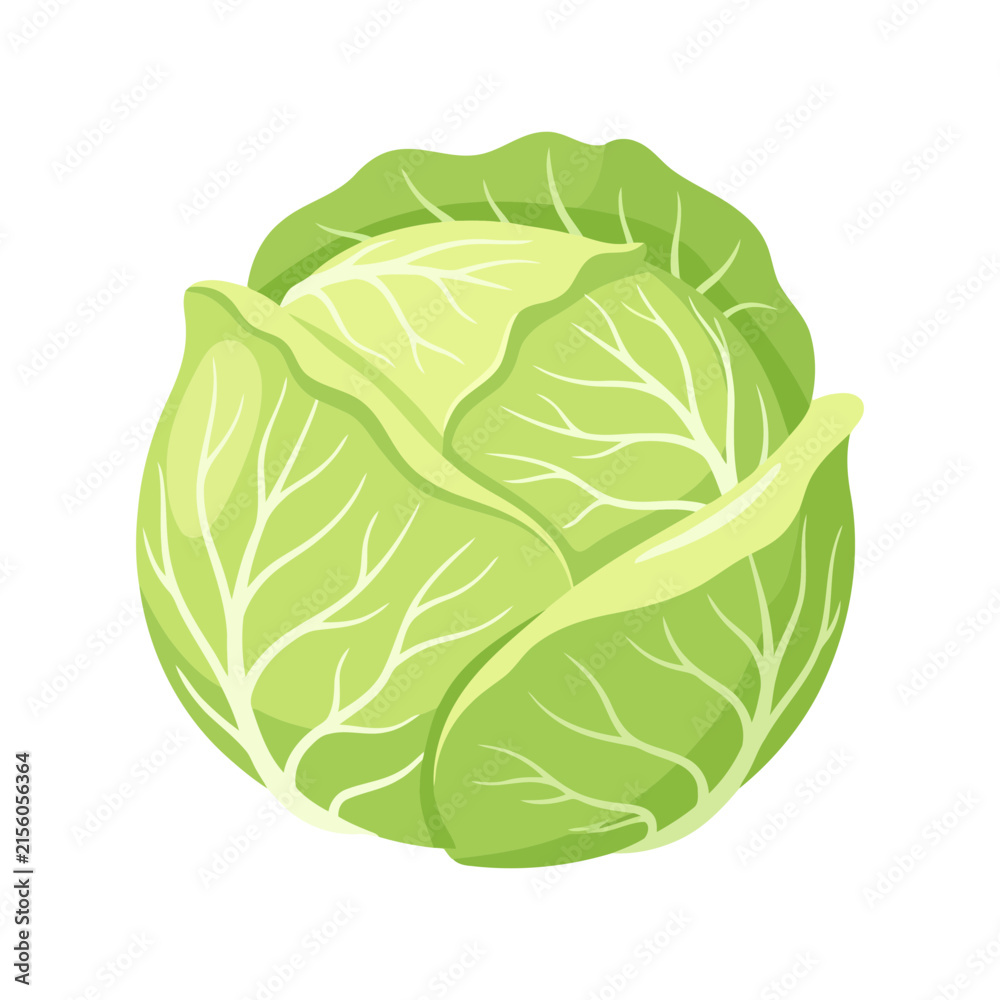 Fototapeta premium Fresh green cabbage head vector illustration isolated on white background