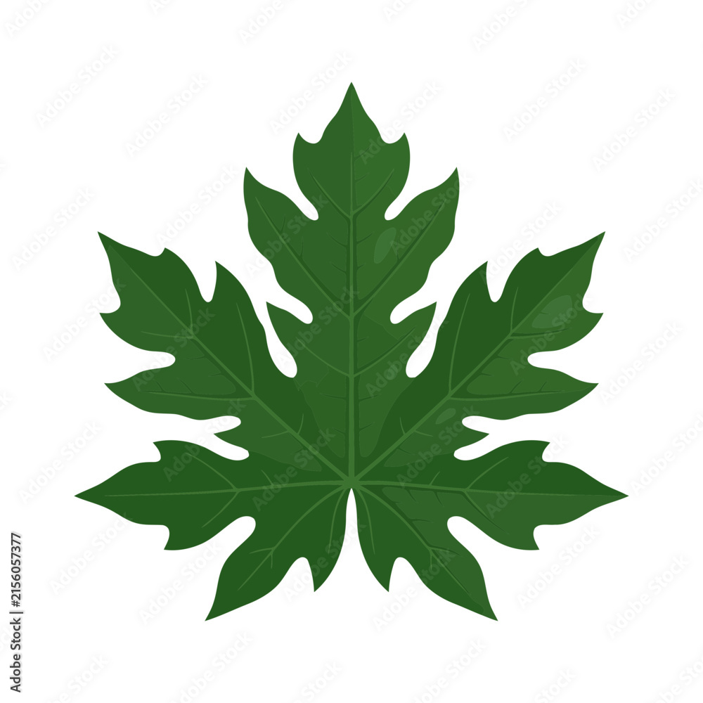 Fototapeta premium Green papaya leaf