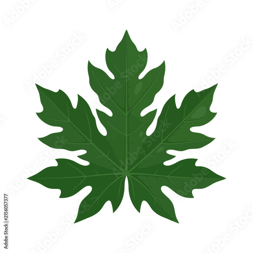 Green papaya leaf