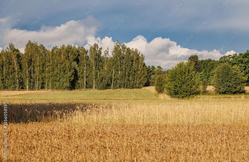 Naklejka premium Rye field with a green forest in the background under cloudy sky, Mazowsze region, Poland