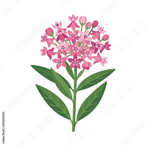 Pink milkweed flower cluster illustration