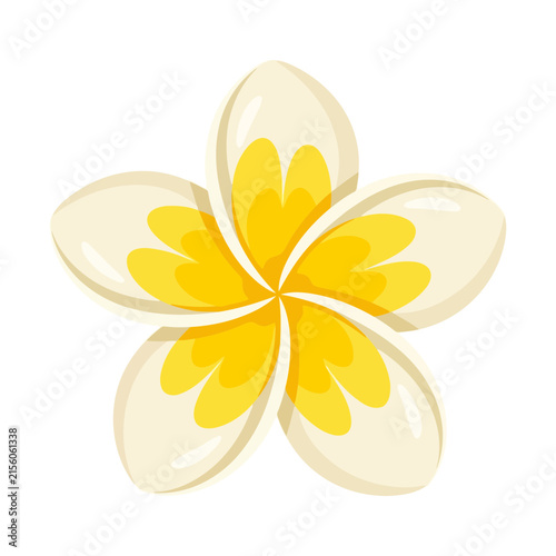 White and yellow plumeria flower isolated on white background
