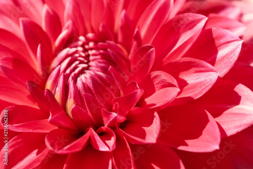 Red dahlia flower head close up dynamic macro background