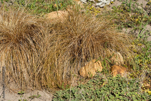Canvastavla Carex buchananii leatherleaf sedge ornamental grass in garden closeup