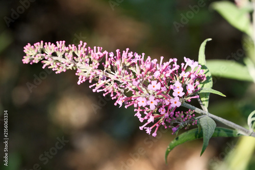 Pinkish purple chaste tree flowers blooming branch close up