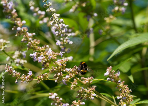 Bumblebee pollinating lavender purple chaste tree flowers closeup