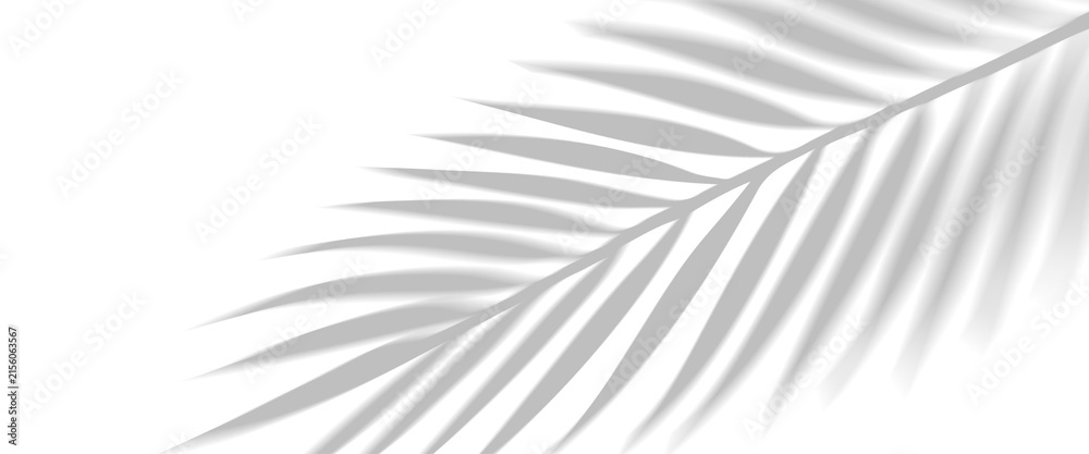Fototapeta premium PNG shadow overlay effect of realistic tropical palm leaves isolated on transparent background. Black and white coconut leaf blur shadow overlay summer decorative vector element design.