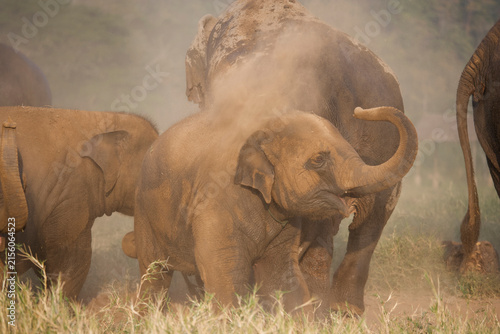 Photography Asian elephants take a dust bath in Thailand