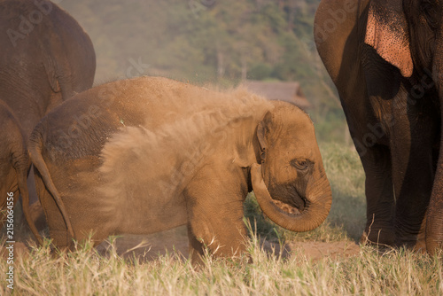 Canvas Print Asian elephants take a dust bath in Thailand
