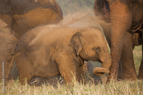 Canvas Print Asian elephants take a dust bath in Thailand