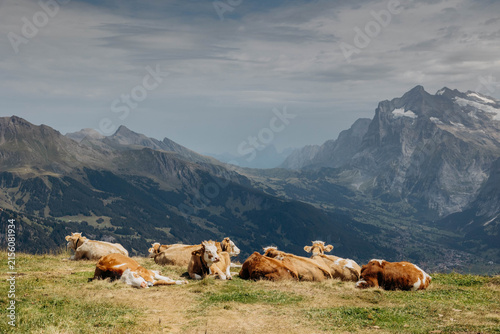Happy cows in Switzerland against the backdrop of the Bernese Alps, Swiss landscape