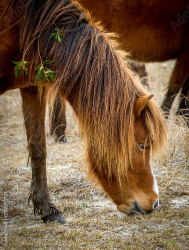 wild horse eating grass