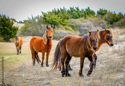 wild horses in the field