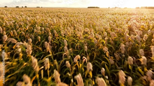 Golden field wheat grain agriculture farm rural landscape sunset harvest nature countryside summer cereal crop glow over rural farm landscape