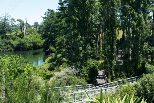 Riverside walking trail through trees in Cambridge